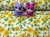 tissu-en-coton-motif-tournesols-sur-blanc-1584-4.jpg