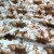 cotton-fabric-by-the-meter-crazy-cat-on-white.jpg